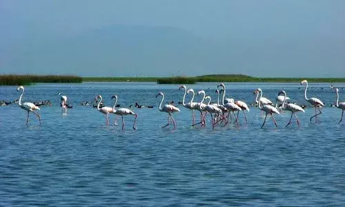 New CCMB method can measure ecosystemās biodiversity using environmental DNA