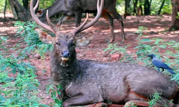 Sambar deer poaching:  Anakapalle forest department arrests six; recover meat, skin