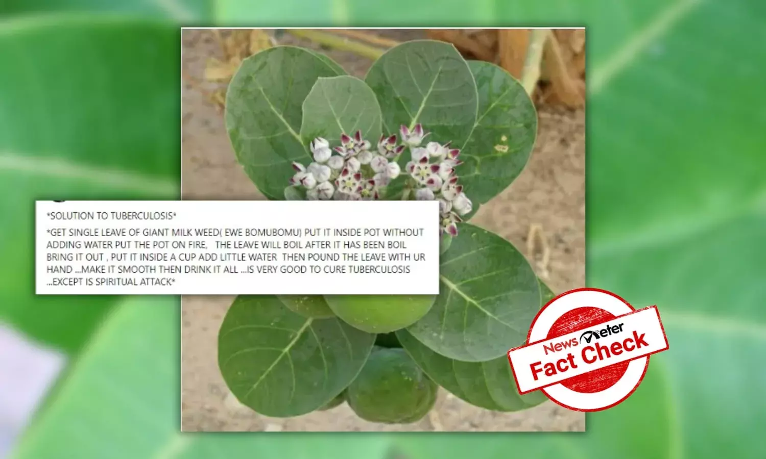 Fact Check: Can consuming milkweed decoction cure tuberculosis?