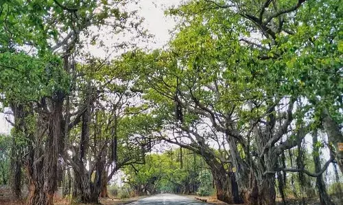 Save Banyans of Chevella: NHAI directed to conduct EIA, minimize tree felling for road expansion