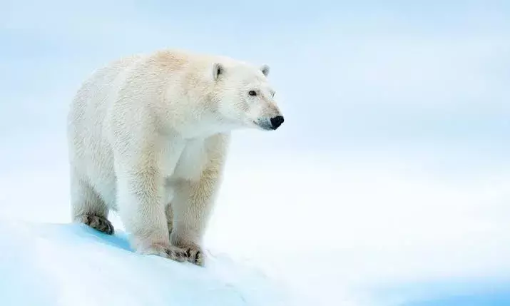 Polar bear population is declining over the last 20,000 years: Study