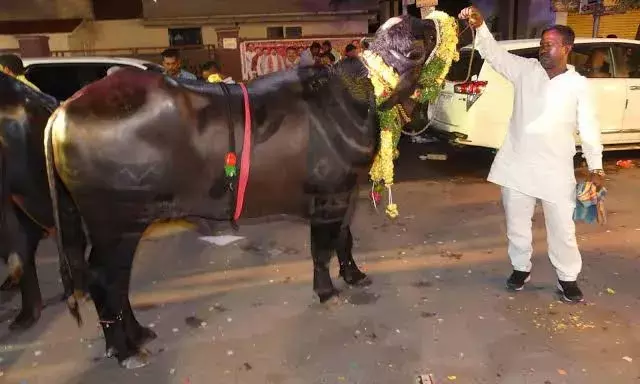 Here’s why Yadav community celebrates Sadar festival after Diwali