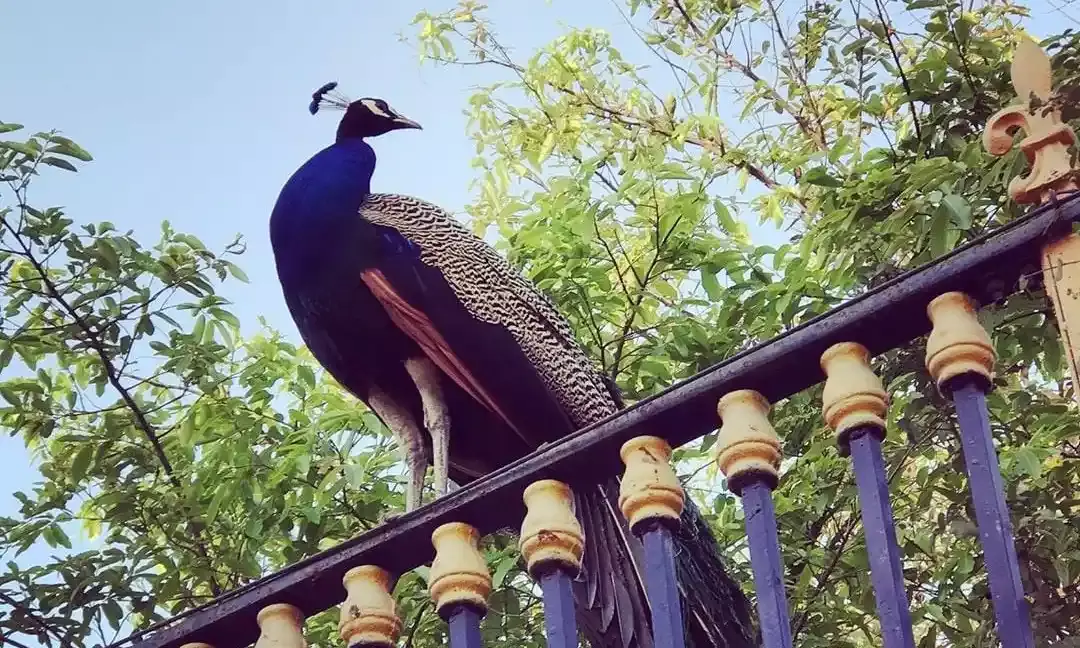 Peacock census: KBR National Park, Hyderabad houses 565 birds