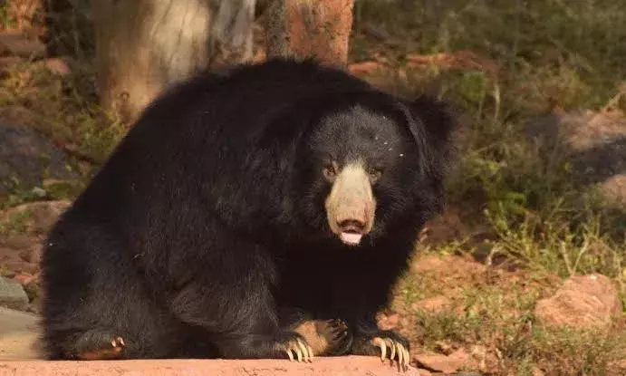 Vizag Zoo animal keeper enters bear enclosure to clean, gets mauled to death