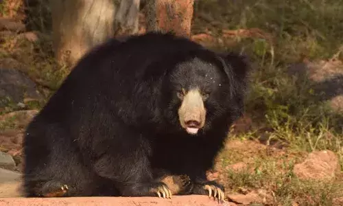 Vizag Zoo animal keeper enters bear enclosure to clean, gets mauled to death