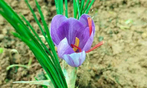 Forget Kashmir, Andhraās Chintapalle successfully cultivates saffron in closed environment