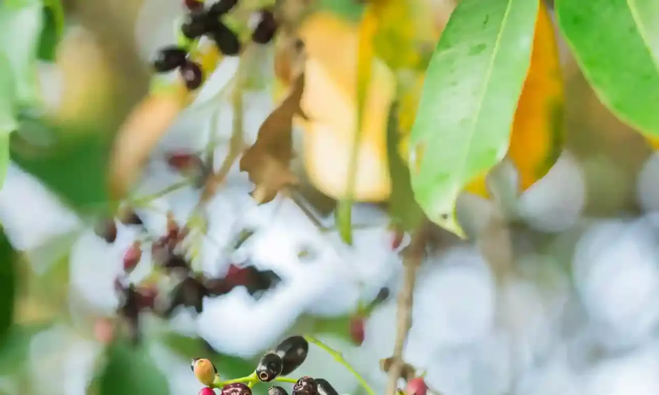 Heres how Jamun gets its antioxidant, anti-inflammatory, anti-diabetic properties