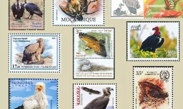 83 countries display 8 endangered Indian vulture species on stamps; India displays only one