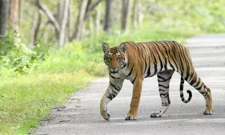293 people killed in tiger attacks, 2,657 in elephant attacks in last four years: Govt