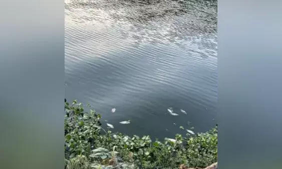 Hyderabad: Panic after fish in large numbers die in Durgam Cheruvu: HC takes suo moto notice