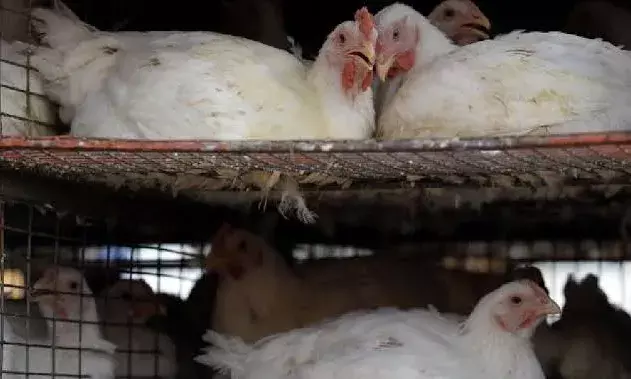 Surge of weddings in Hyderabad hikes chicken prices; 1 kg priced at Rs 126