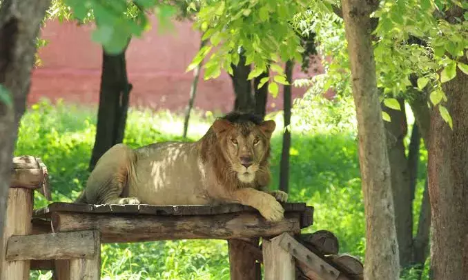 Lion succumbs to congenital health issues caused by inbreeding in Tirupati Zoo