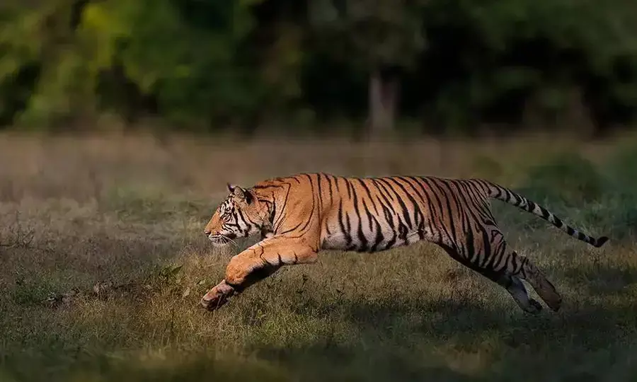 302 people died in tiger attacks in 5 years: Govt data