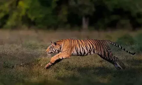 302 people died in tiger attacks in 5 years: Govt data