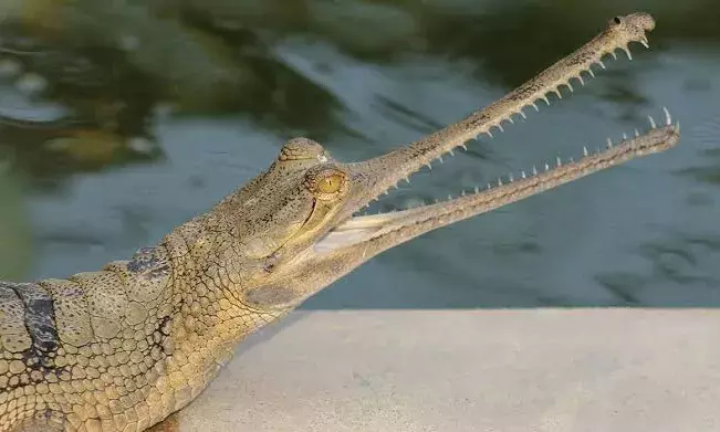 Bihar to set up first incubation centre for gharials, turtles; LA Zoo roped in