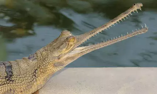 Bihar to set up first incubation centre for gharials, turtles; LA Zoo roped in