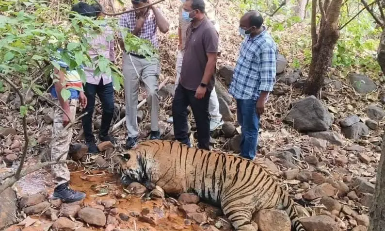 Tiger found dead in Telangana suspected to have been poisoned