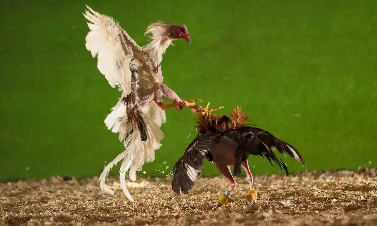 Sankranthi: Do you know cockfighting has been banned? Be a good citizen, report bloodied sport