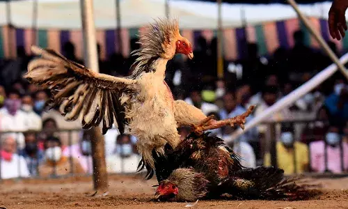 Kaaki, Dega, Nemali: People gear up for cockfights in AP; Rs 2000 crore riding on bloodied sport