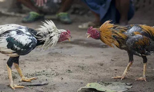 Sankranthi: Do you know cockfighting has been banned? Be a good citizen, report bloodied sport