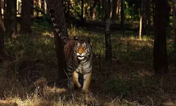 Pench Tiger Reserve: Come, watch celestial wonders at India’s first Dark Sky Park in Maharashtra