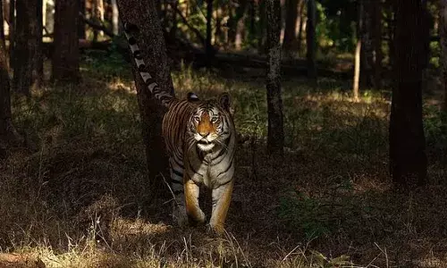 Pench Tiger Reserve: Come, watch celestial wonders at Indiaās first Dark Sky Park in Maharashtra