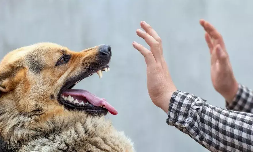 Stray dog attacks 4-year-old boy in Moosapet