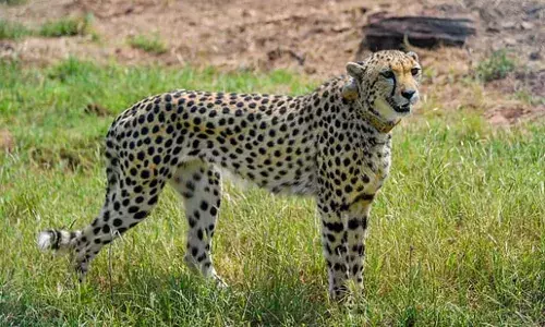 Project Cheetah takes off; Namibian Jwalaā gives birth to three cubs at MPās Kuno National Park
