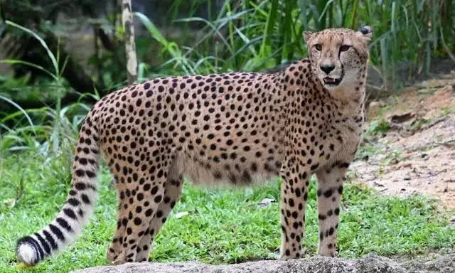 Cheetahs 2nd home in India almost ready; South African experts to review in Feb