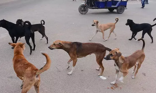 Manikonda dog bite, Stray dogs