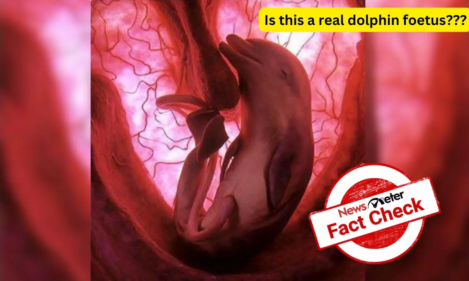 Fact Check: Viral image of dolphin foetus is silicon model, not real photograph Fact Check: Viral image of dolphin foetus is silicon model, not real photograph