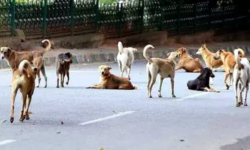 Hyderabad: Dogs maul one-year-old boy to deathĀ atĀ Shamshabad