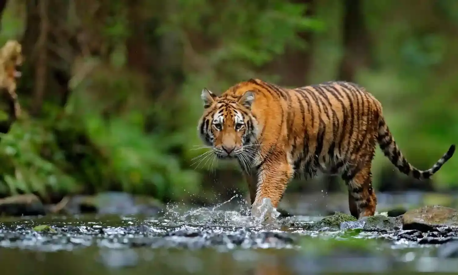 Centre says no to mobile towers in core, critical tiger habitats