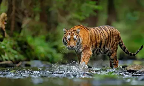 Centre says no to mobile towers in core, critical tiger habitats