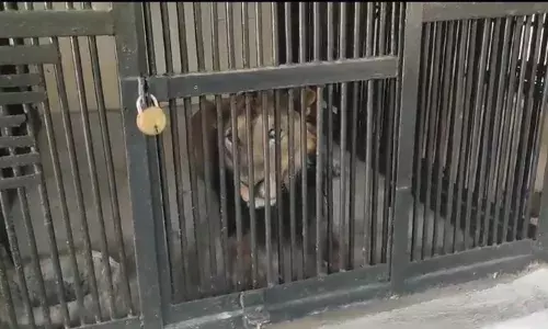 Man enters lion enclosure for selfie at SV Zoo in Tirupati, gets mauled to death