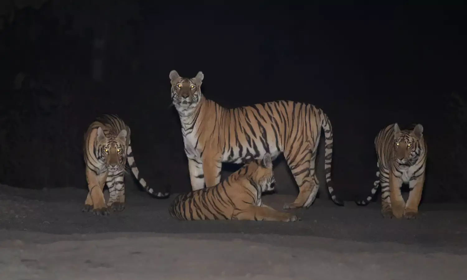 Save tigers: Death of two big cats at Kagaznagar forest exposes chinks in intelligence gathering