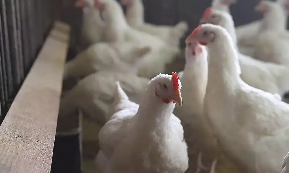 Measures taken to control avian influenza in two Nellore villages