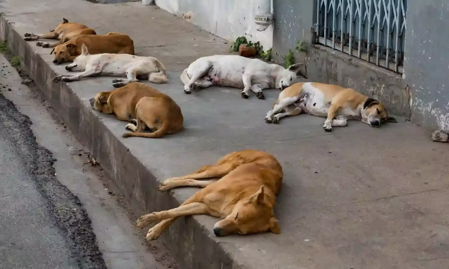 70 dogs killed in ‘special drive’ in Macherla, claim Hyderabad’s animal rights groups