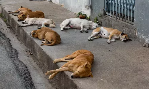 70 dogs killed in āspecial driveā in Macherla, claim Hyderabadās animal rights groups