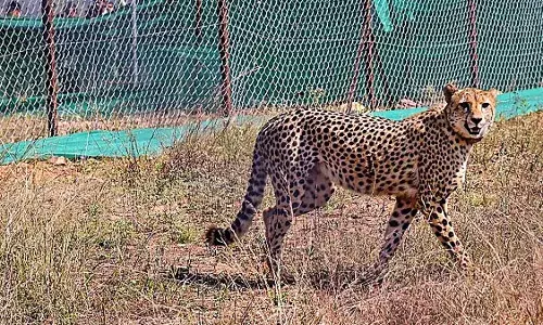 Cheetahs set to roam free in Kuno after year-long enclosure stay