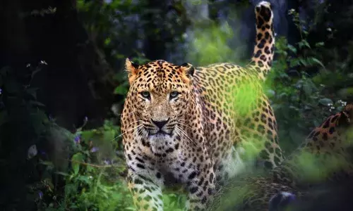 MP has the highest number of leopards in the country: Report