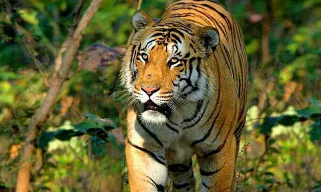 AP forest dept rescues tigress entangled in snare near Kothapalli area