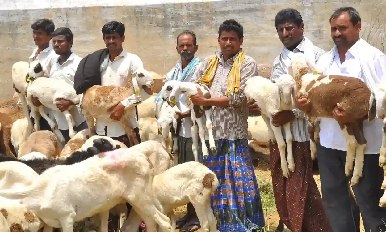 Revanth Reddy orders probe into BRS govts sheep and fishing distribution programs