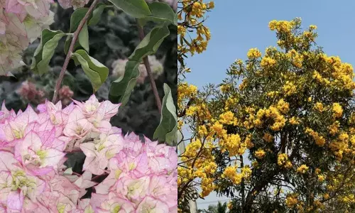 Pride of India to Gul Mohor:  Come, fall in love with summerās splash of color