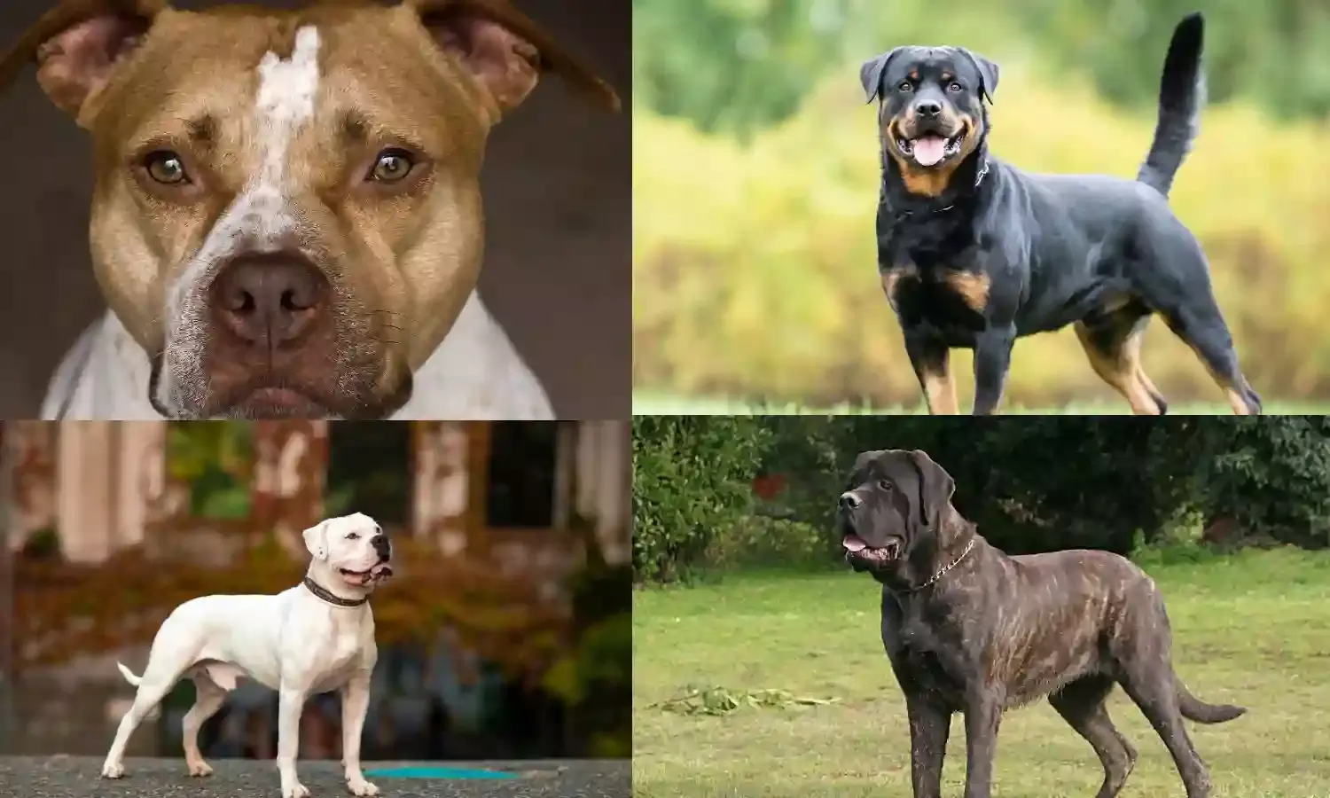Ban Pitbull Terrier, American Bulldog, Rottweiler and Mastiffs: Centre tells states