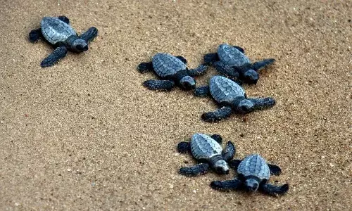 Odisha to set up sea turtle research centre