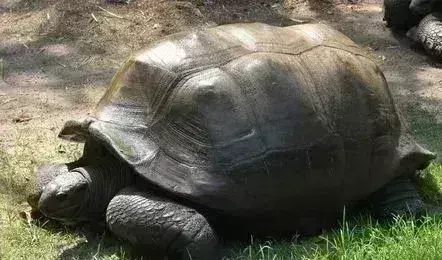 125-yr-old giant tortoise dies at Nehru Zoological Park in Hyderabad