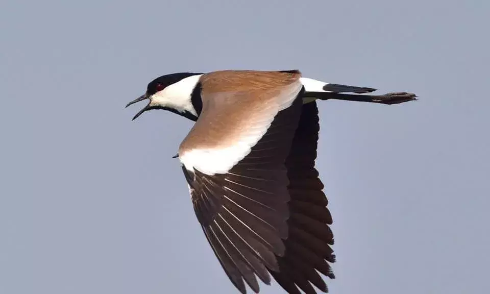 Warangal: In a first, Spur-winged Lapwing sighted at Ammavaripet Lake, thanks to zoologist Dr Jagan