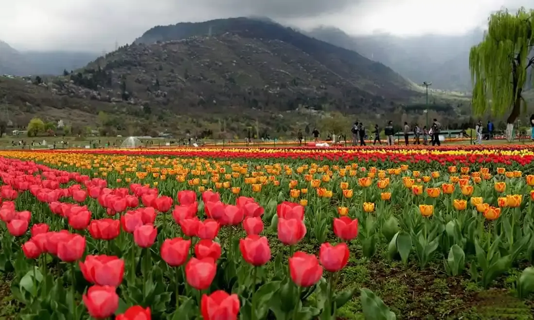 Asias largest tulip garden ready to welcome tourists from March 23
