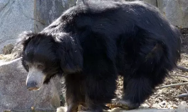 Two killed, one injured in bear attack in Srikakulam